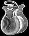 9spanyol-castanets.jpg (4235 bytes)